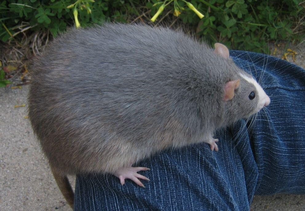 BigRat